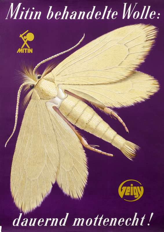 A large yellow moth; yellow, purple and white