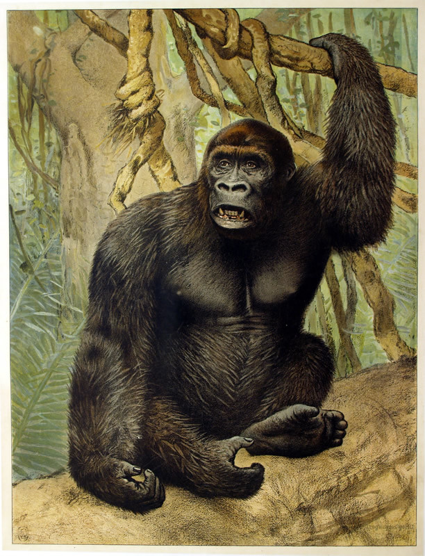 detailed print of gorilla; brown, green