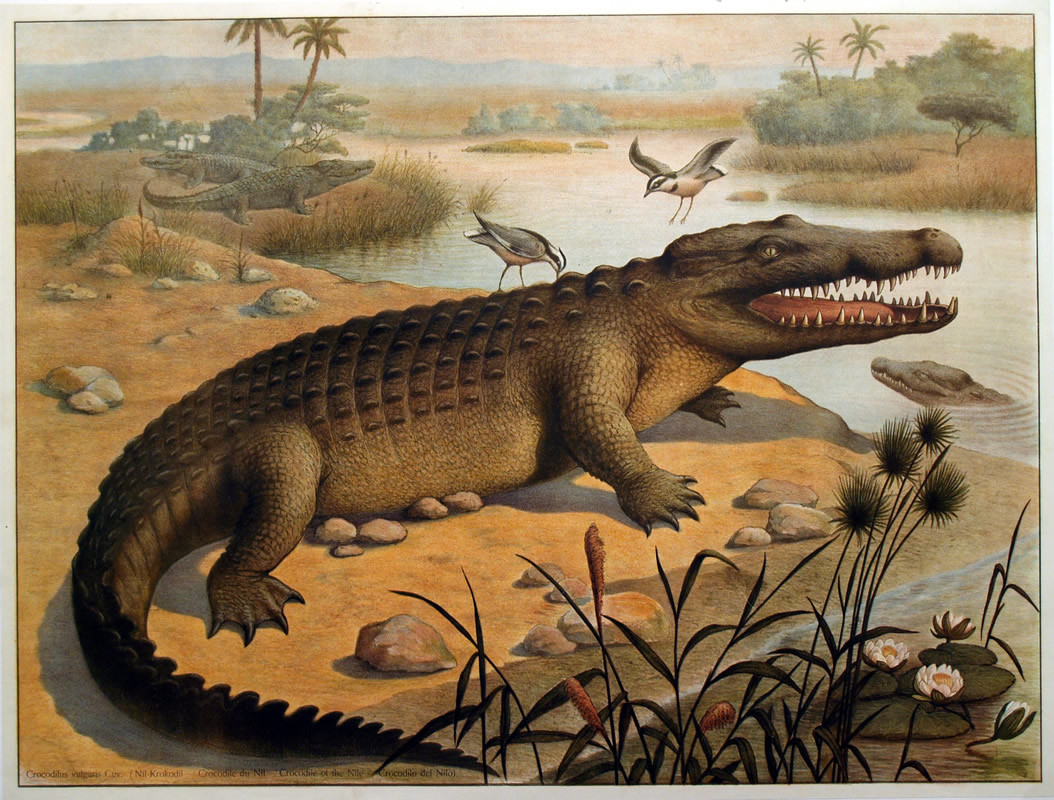 detailed print of Nile crocodile and birds; brown, yellow, blue