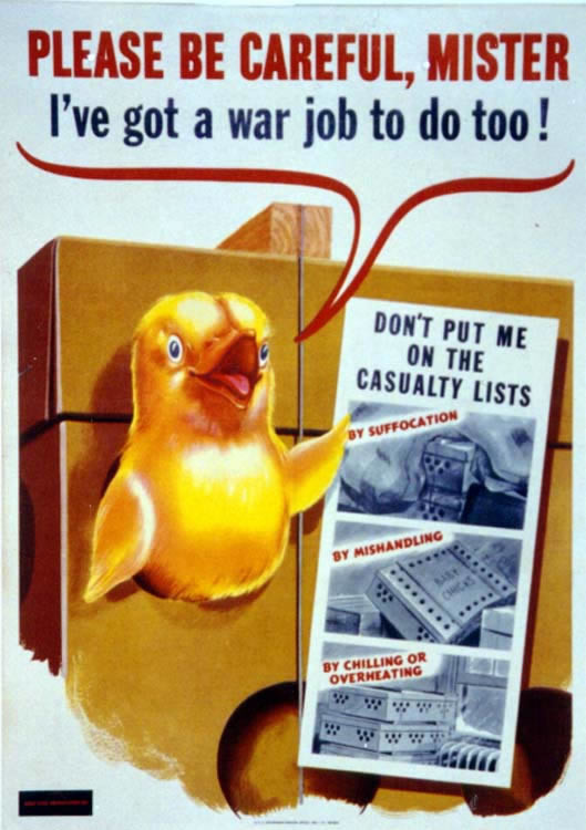 Little chick tells us to be careful; yellow, tan, red