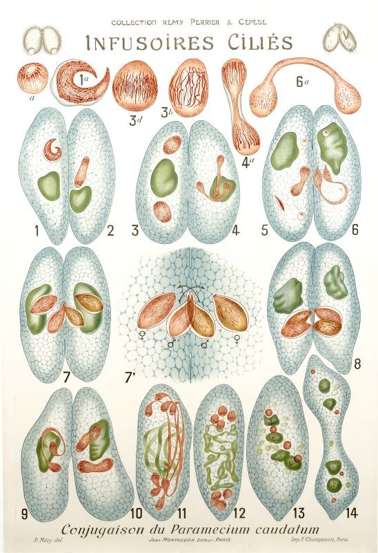 Diagrams of paramecium mitosis and cells; blue, green, pink, gray