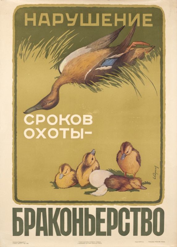 MOM DUCK DEAD, CHICKS HATCHING